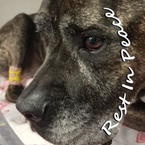 Meet your Posher, Gigi